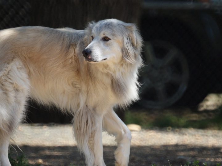 Pyreneese Herdershond
