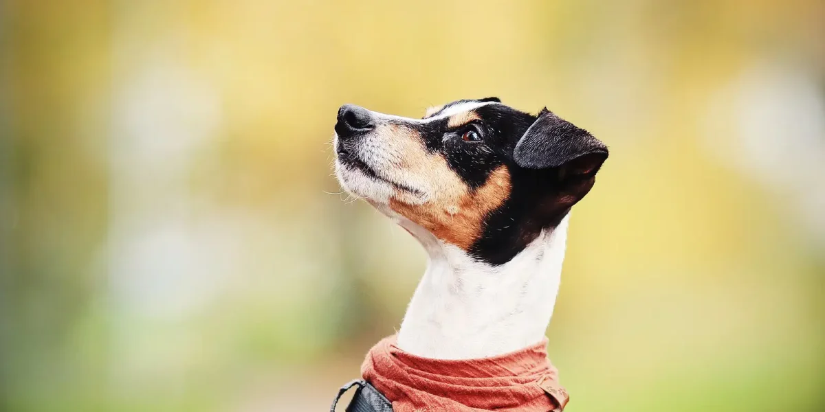 Ratonero Bodeguero Andaluz