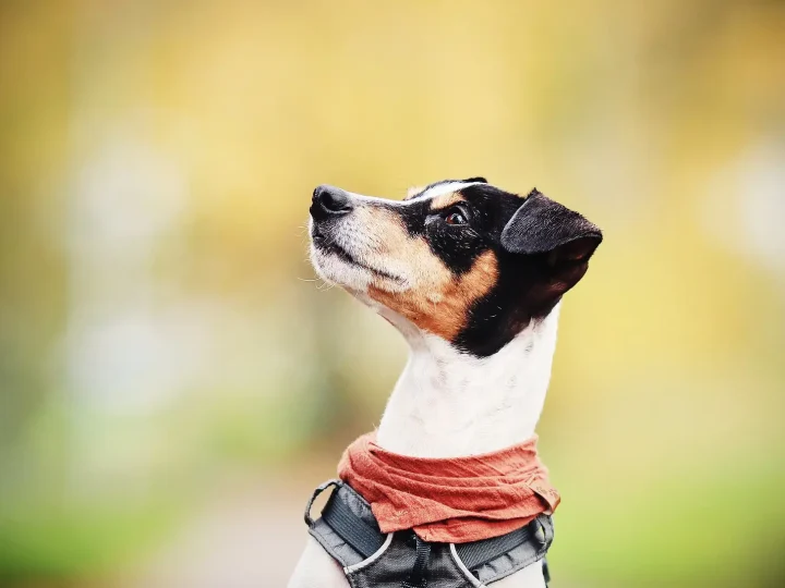 Ratonero Bodeguero Andaluz