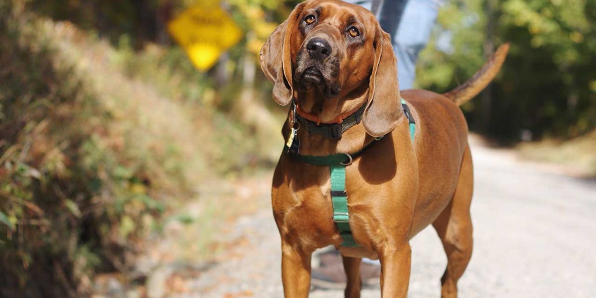 Redbone Coonhound