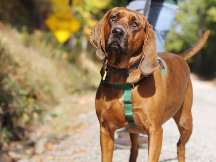 Redbone Coonhound