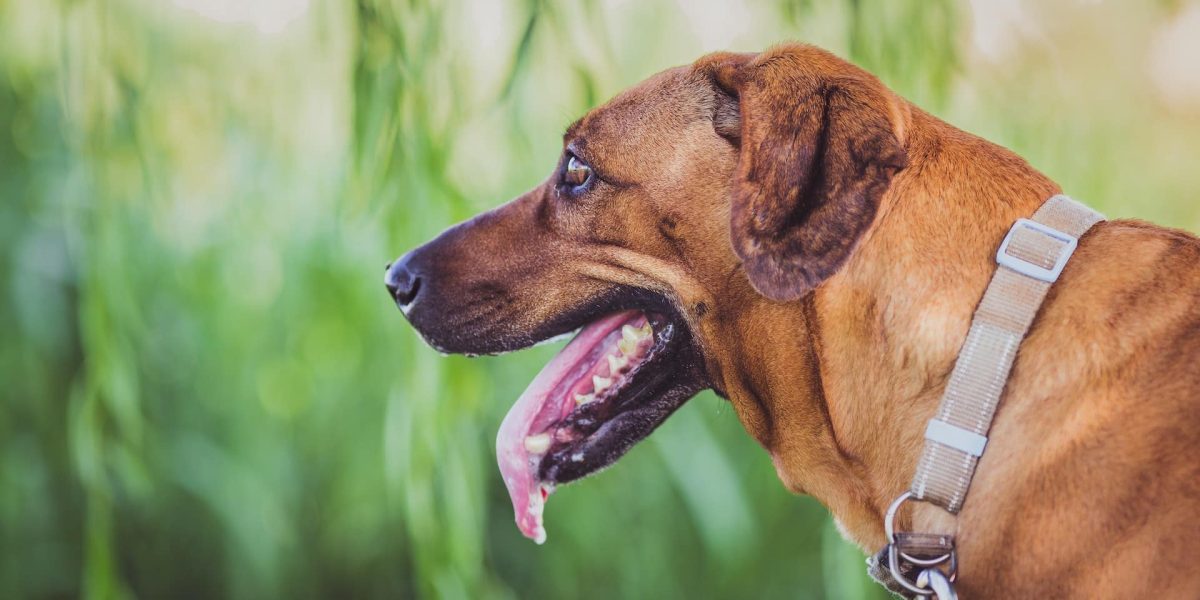 Rhodesian Ridgeback