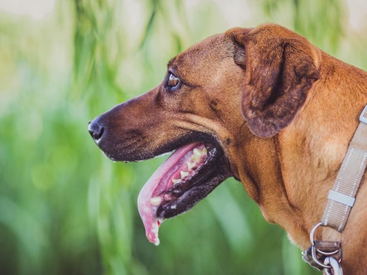 Rhodesian Ridgeback