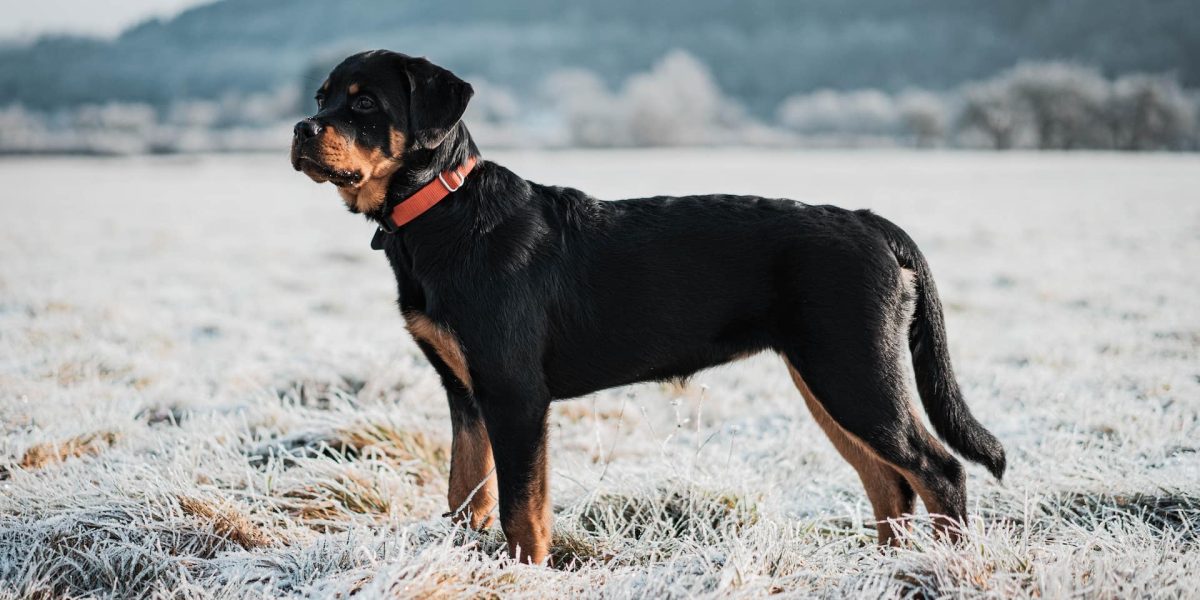 Rottador