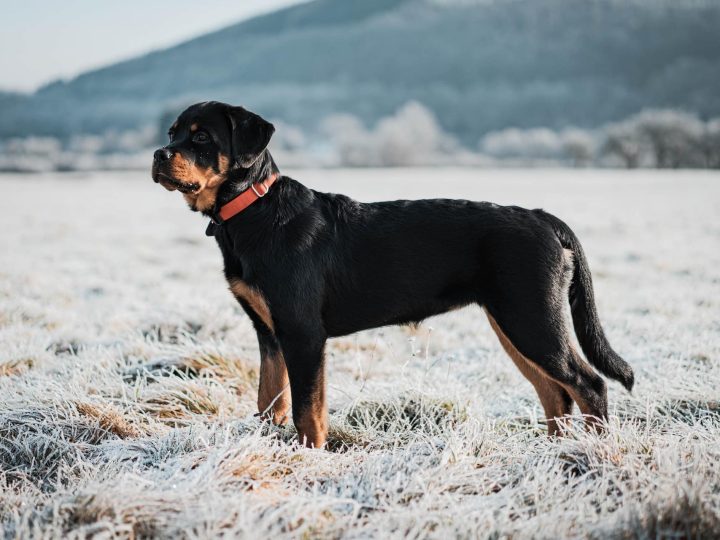 Rottador