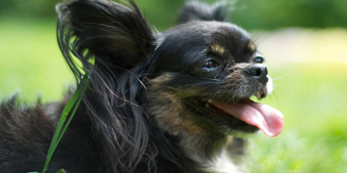 Russische Toy Terrier