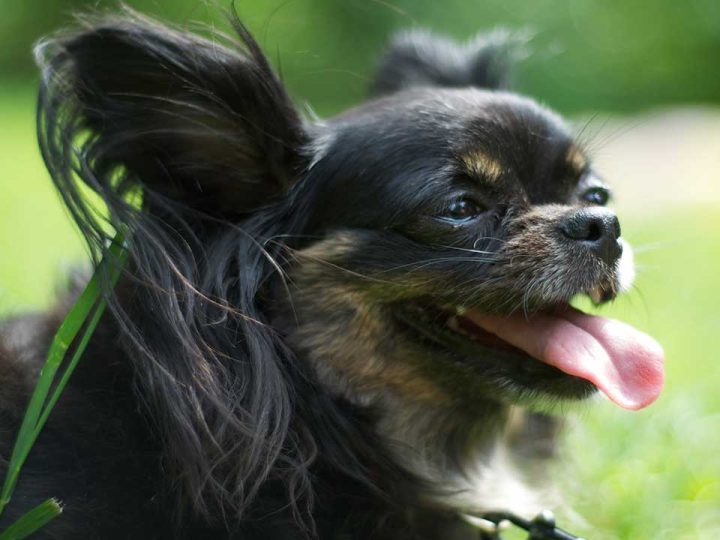 Russische Toy Terrier