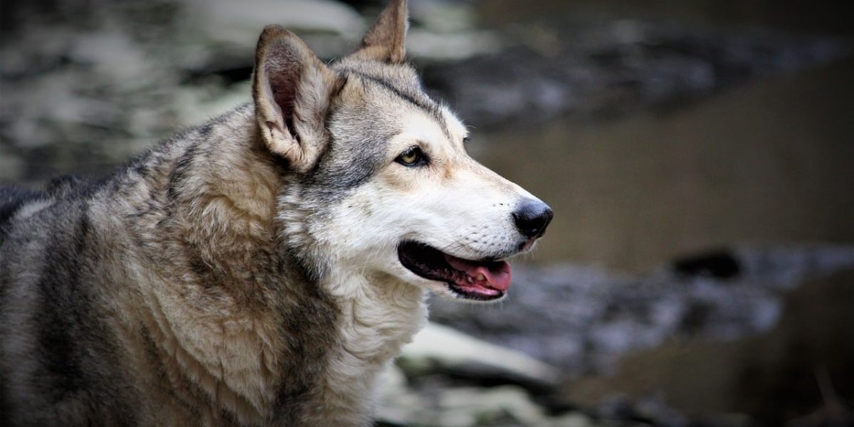Saarlooswolfhond