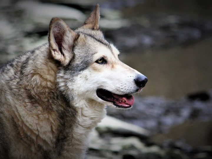 Saarlooswolfhond