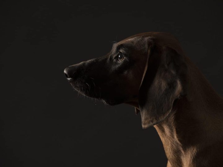 Sabueso Espanol