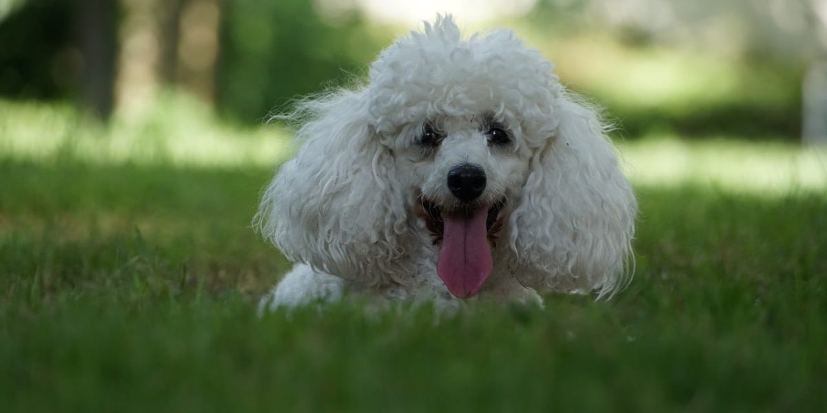 Sammypoo
