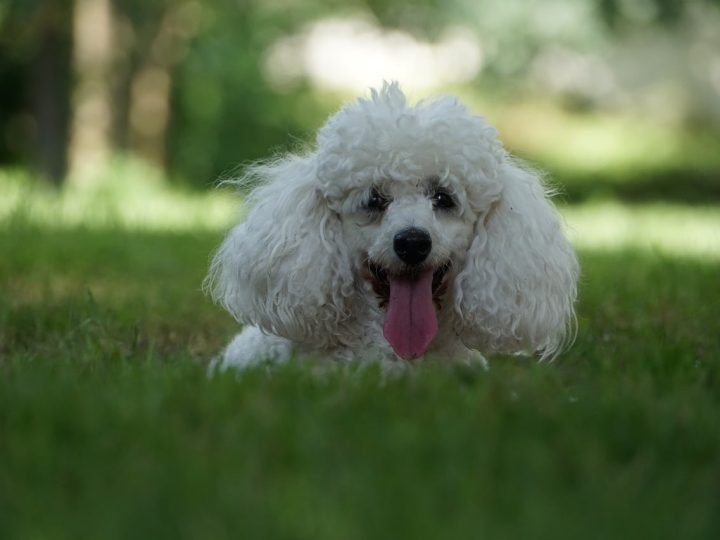 Sammypoo