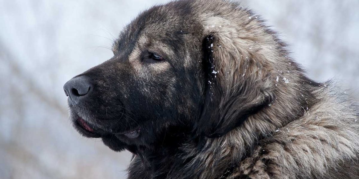 Sarplaninac