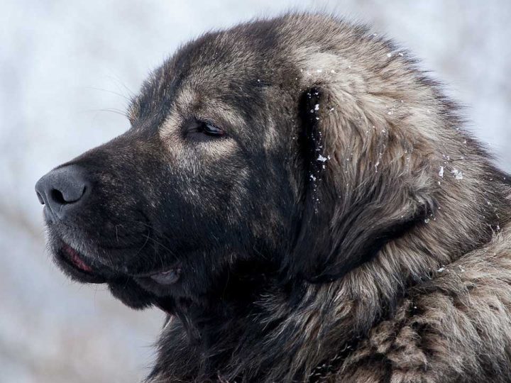 Sarplaninac