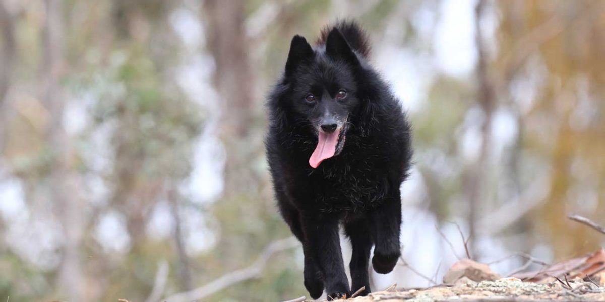 Schipperke