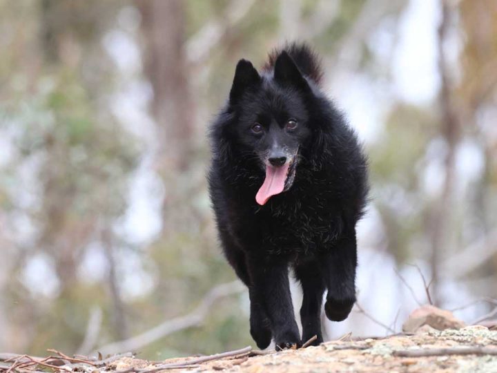 Schipperke