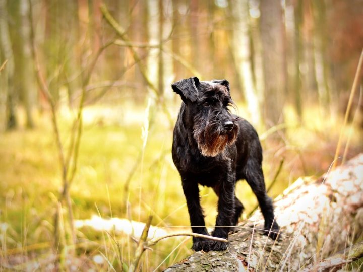 Schnauzer