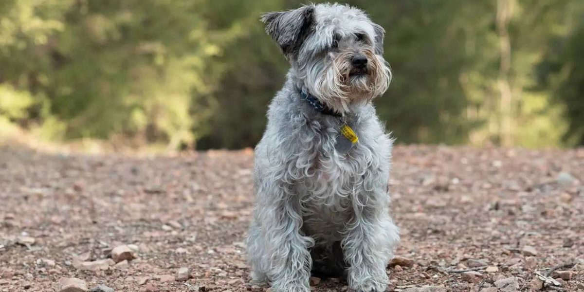 Schnoodle