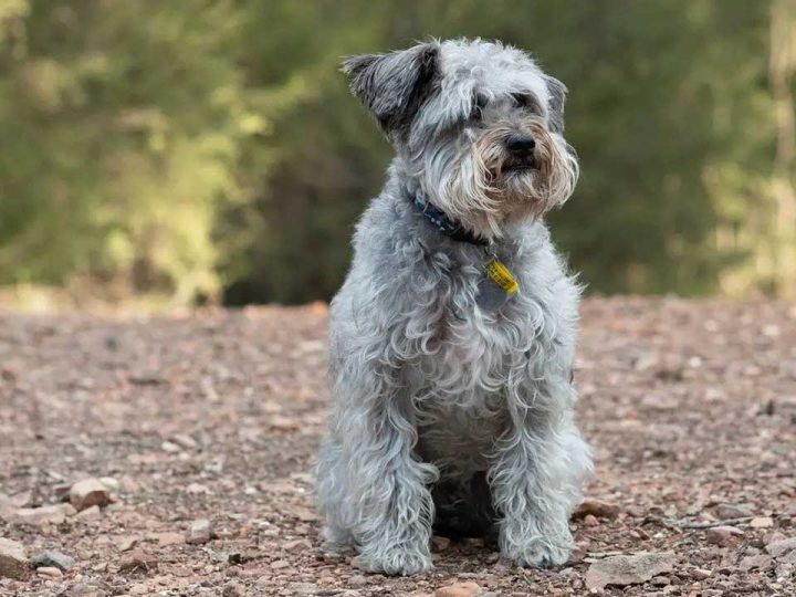 Schnoodle
