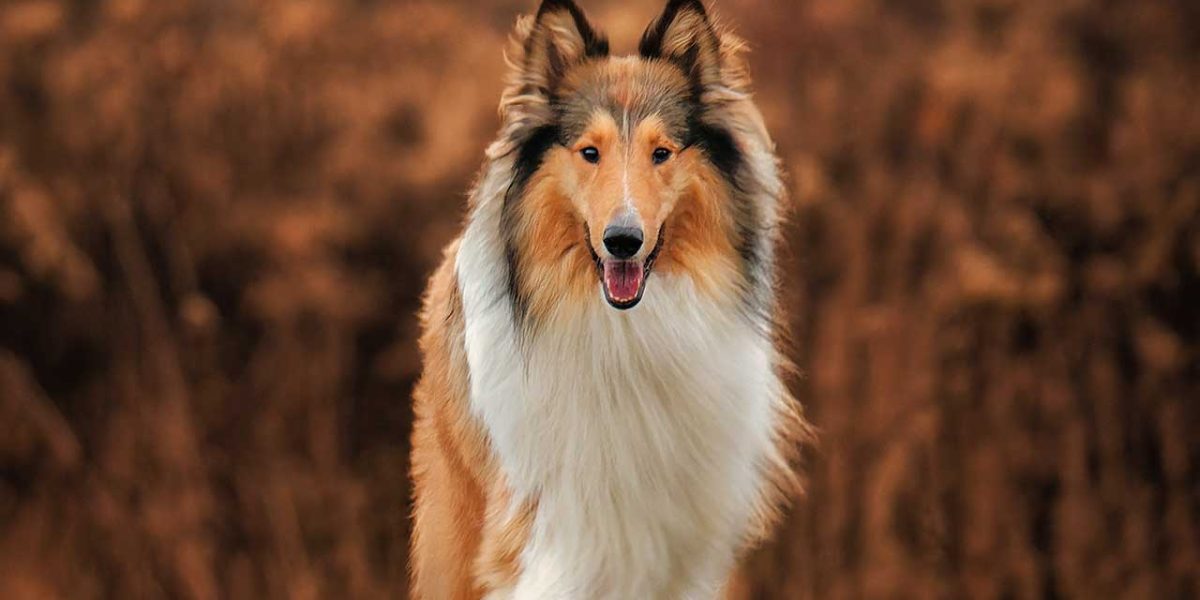 Schotse Collie