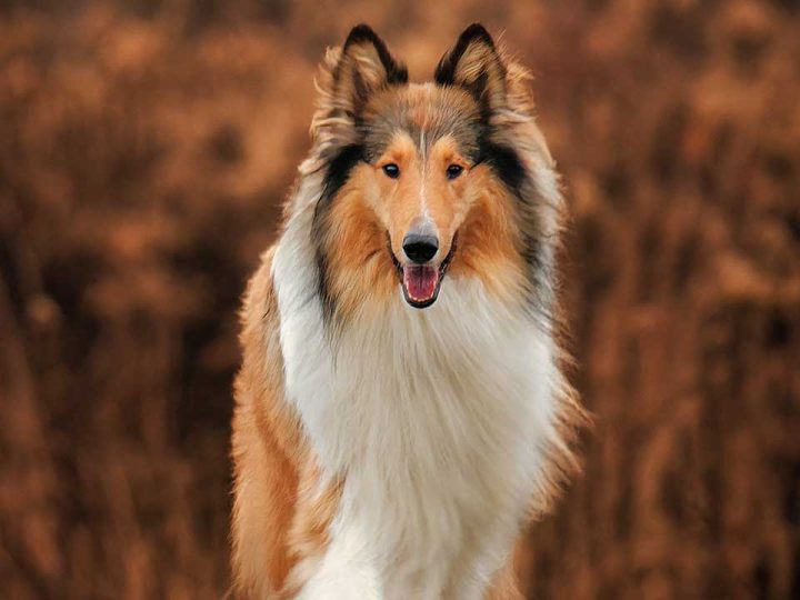 Schotse Collie