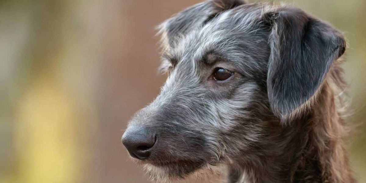 Schotse Deerhound