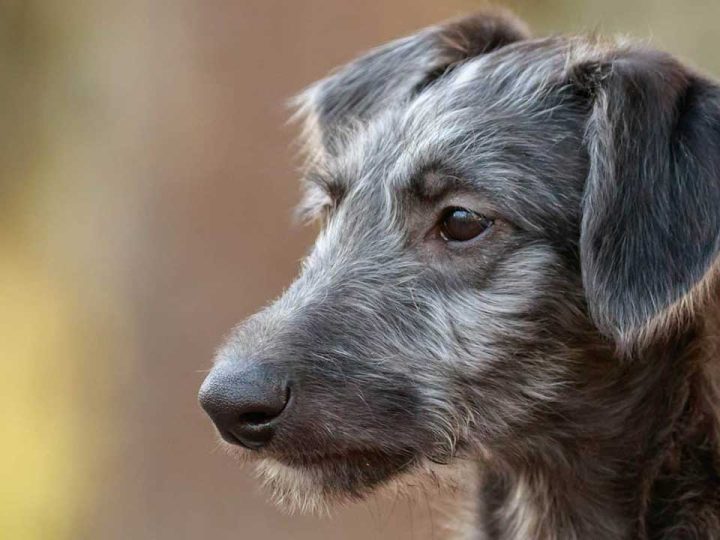 Schotse Deerhound