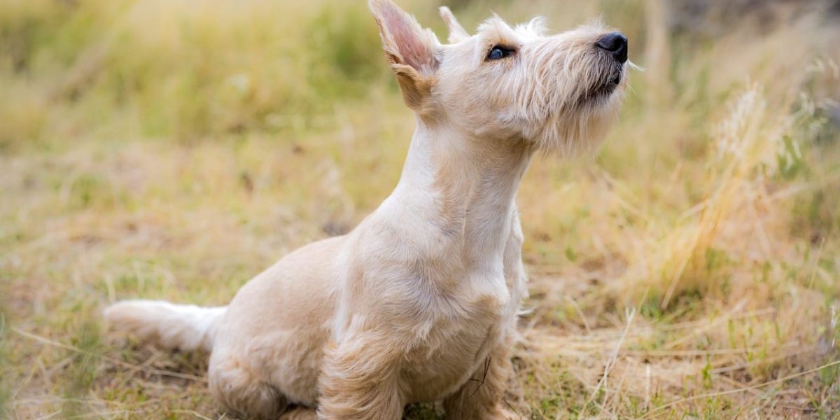 Schotse Terrier