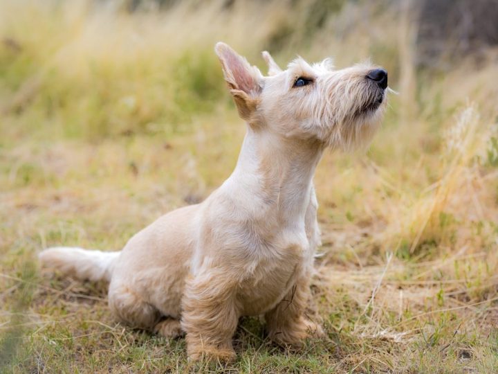 Schotse Terrier