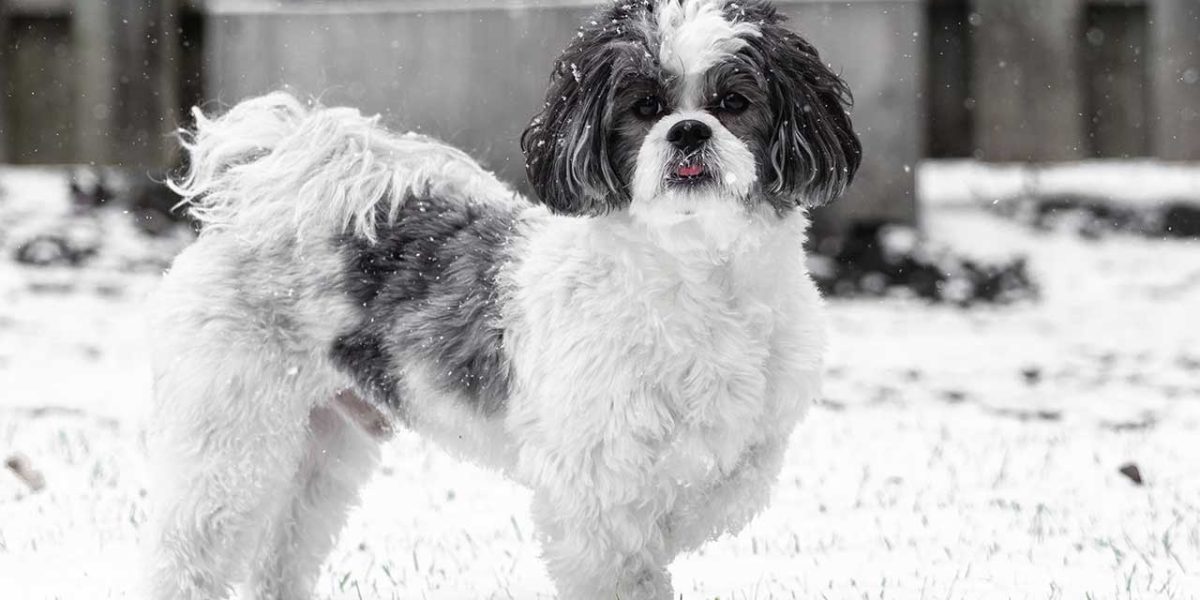 Schweenie