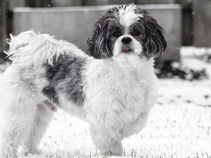Schweenie