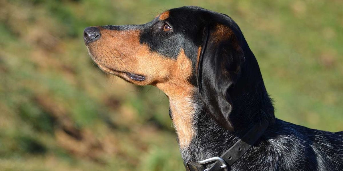 Schweizer Laufhund