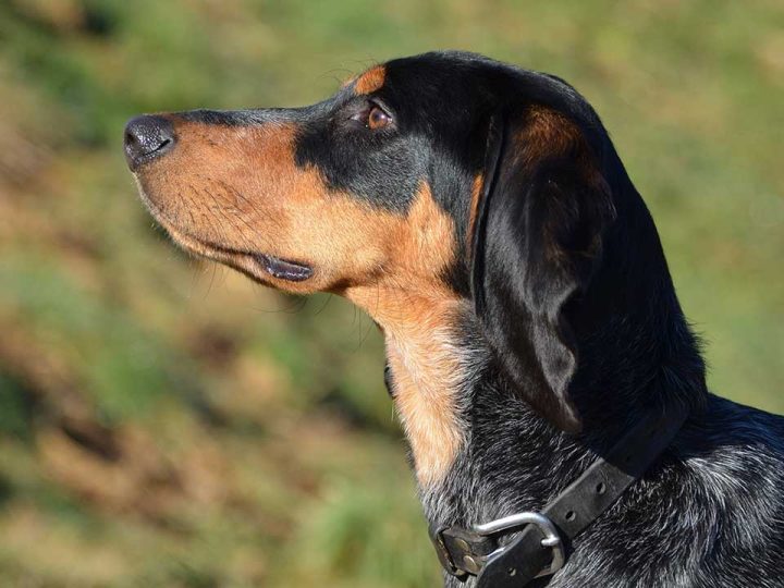 Schweizer Laufhund