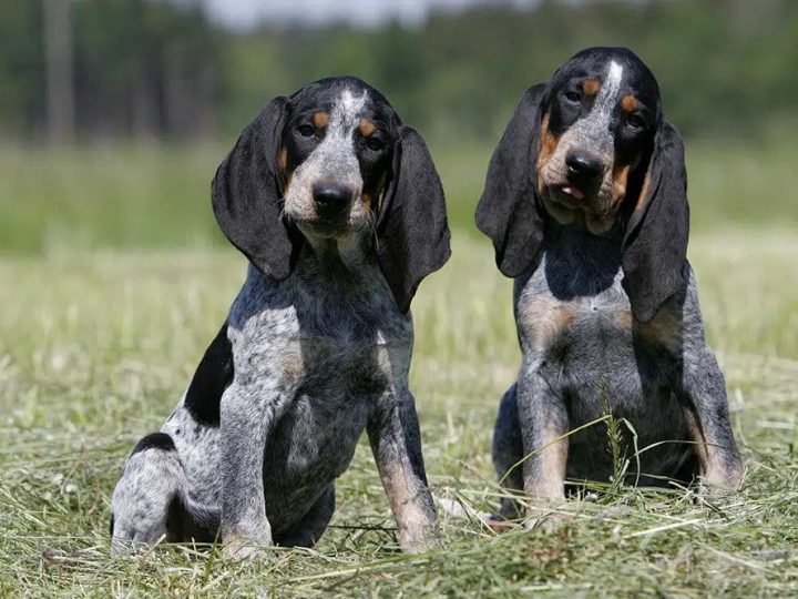 Schwyzer Niederlaufhund