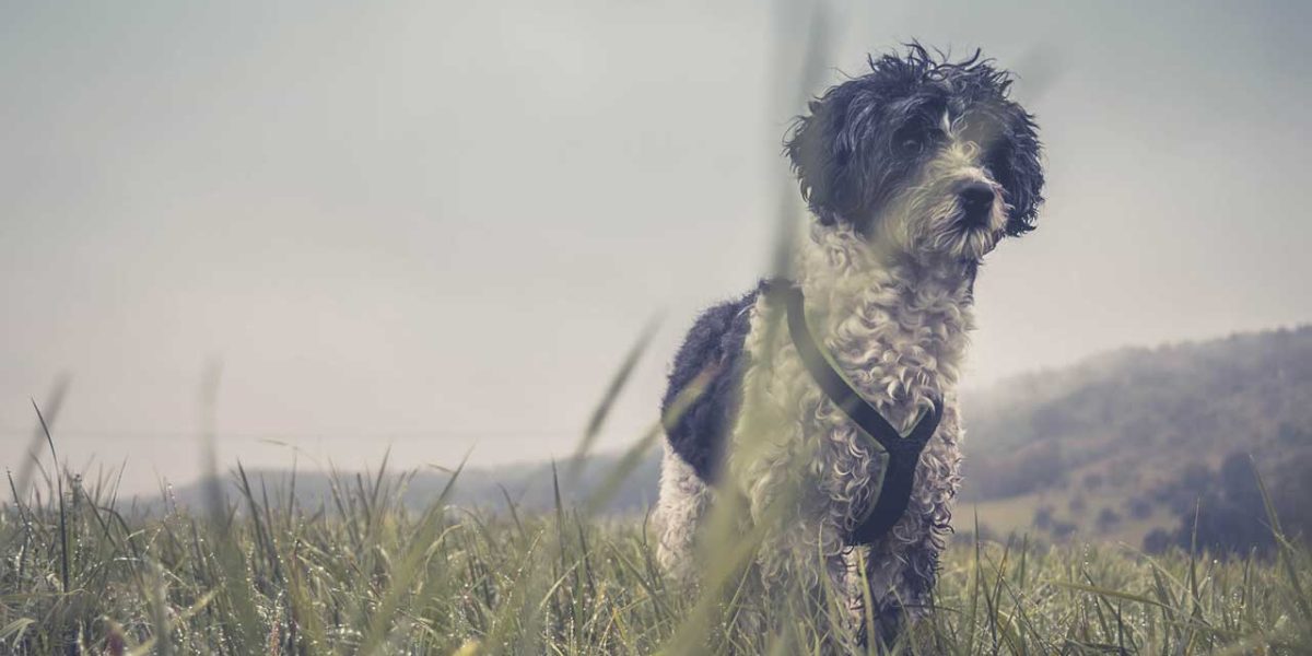 Sealyham Terrier