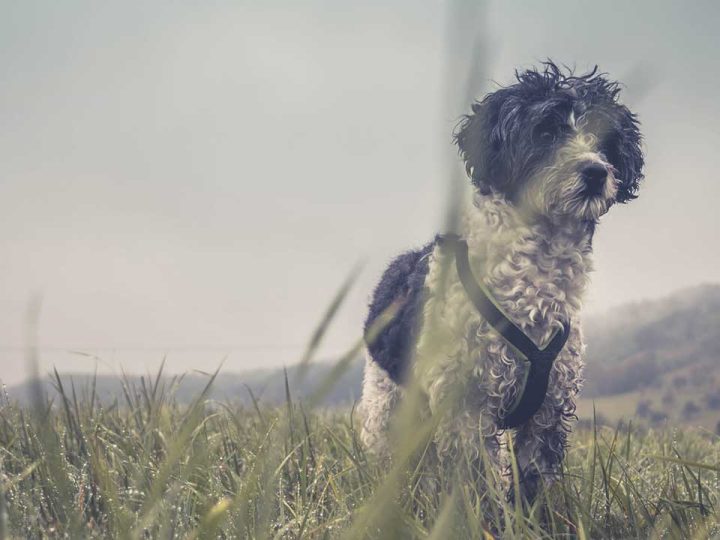 Sealyham Terrier