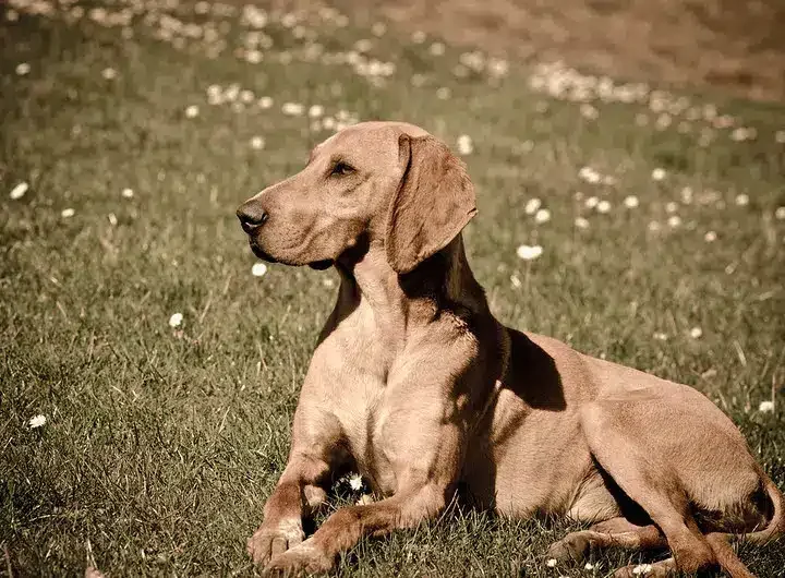 Segugio Italiano