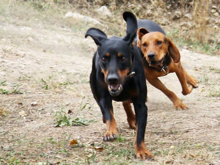 Servische hond