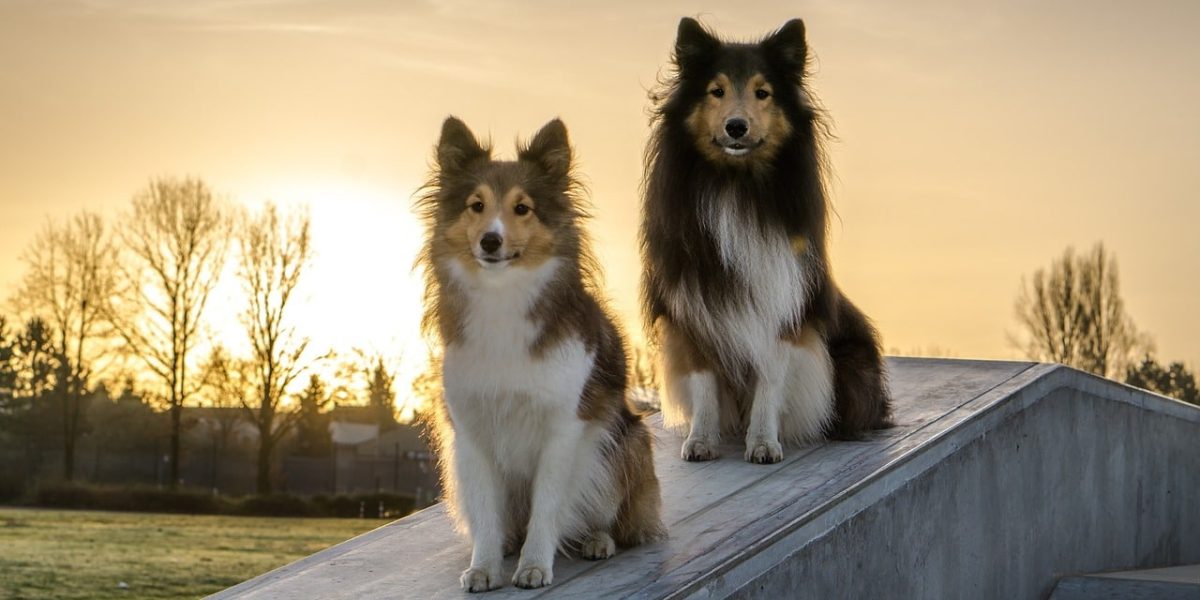 Sheltipoo