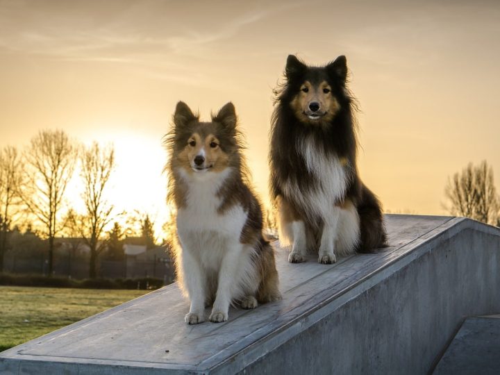 Sheltipoo