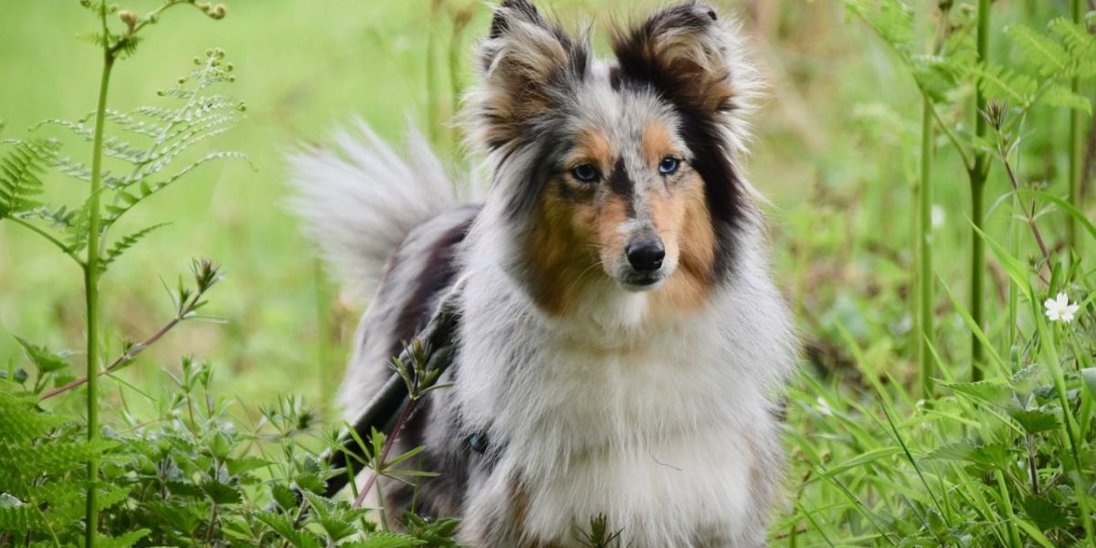 Shetland Sheepdog