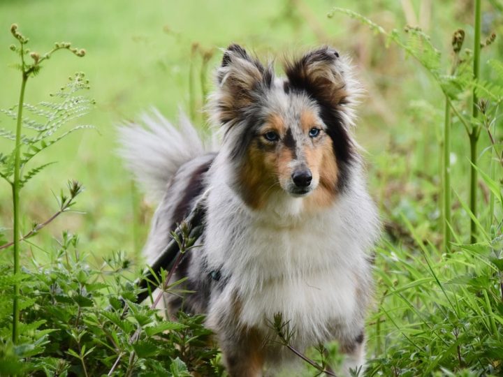 Shetland Sheepdog