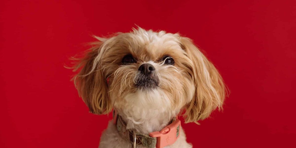 Shih Tzu