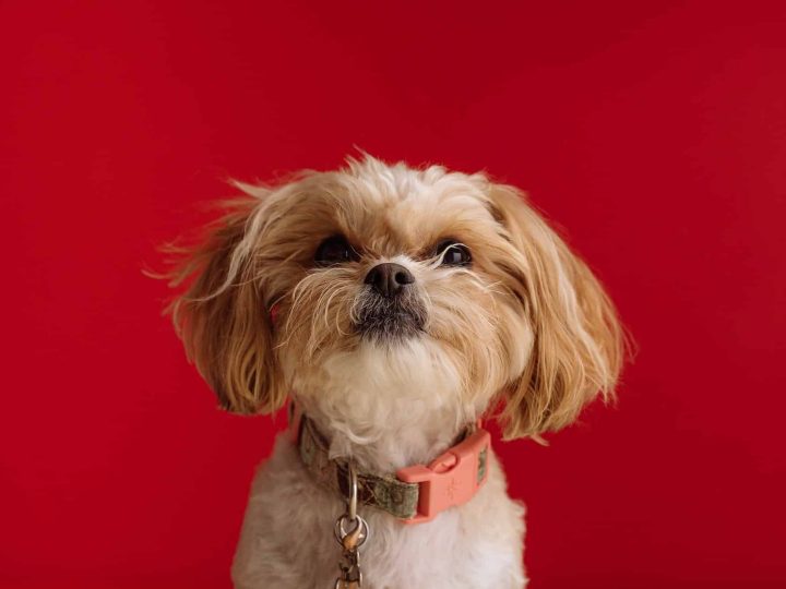 Shih Tzu