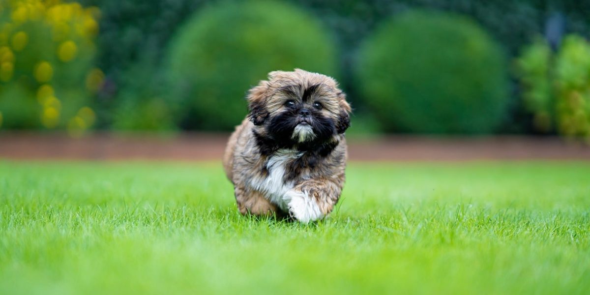 Shihpom