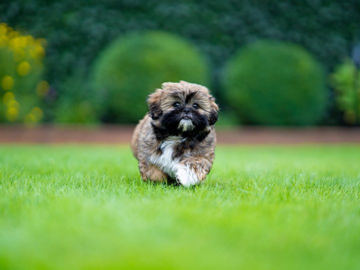 Shihpom