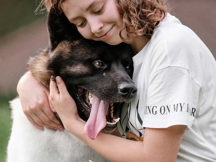 Shikoku Inu hond