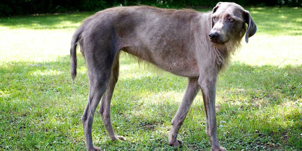 Slowaakse Ruwharige Staande Hond