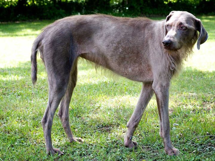 Slowaakse Ruwharige Staande Hond
