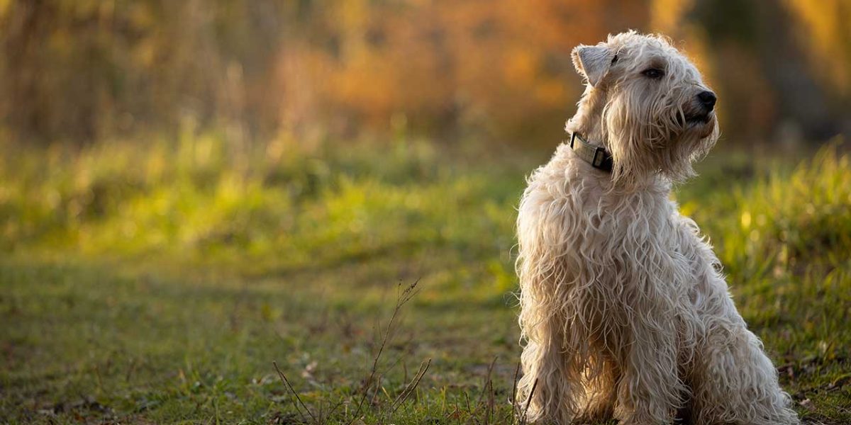 Soft Coated Wheaten Terrier